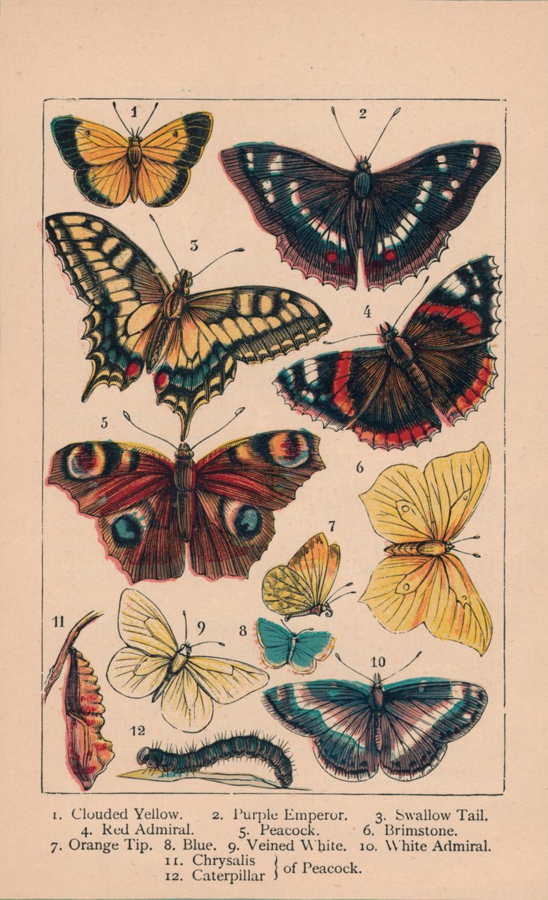 Sommerfugle, 1800-tallet. af Unbekannt