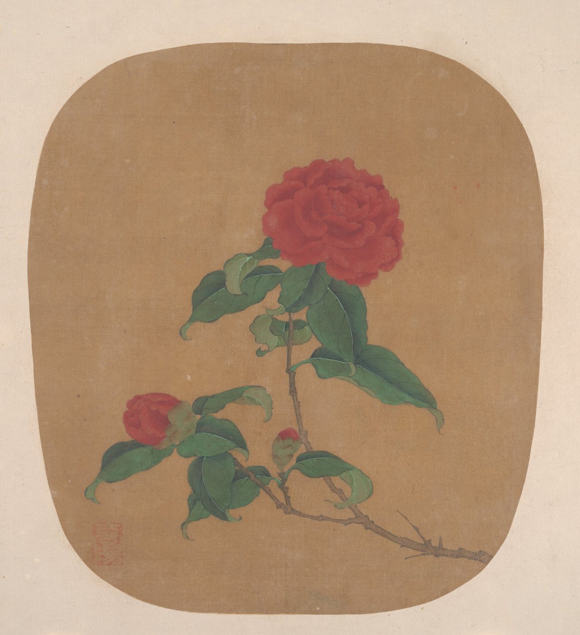 Camellia blomster. af Unbekannt