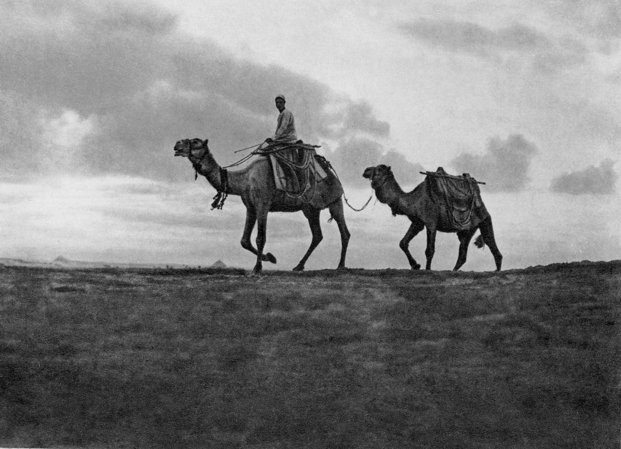 Kameler i ørkenen uden for Kairo, Egypten, c1920