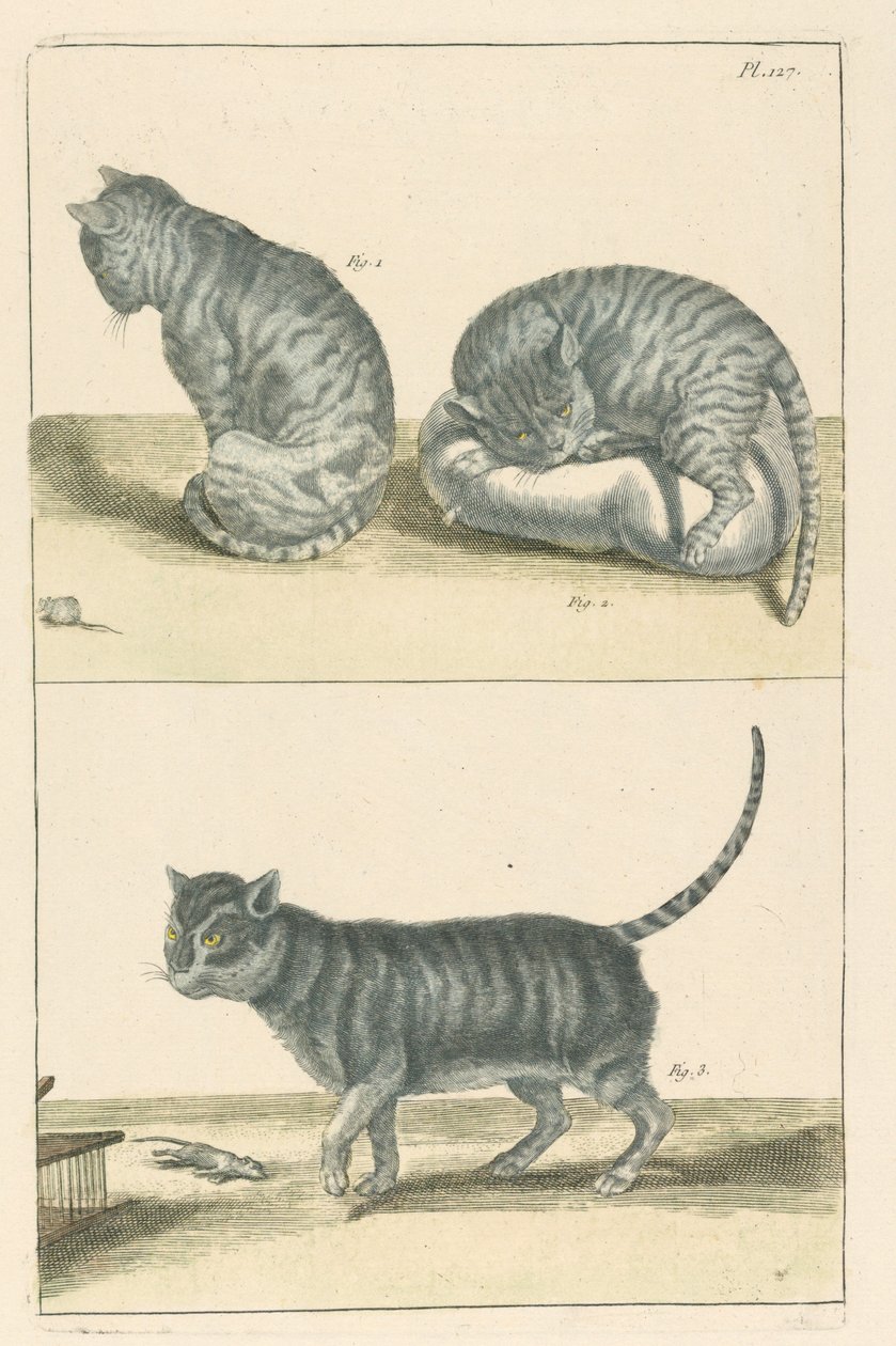 Katte af Unbekannt