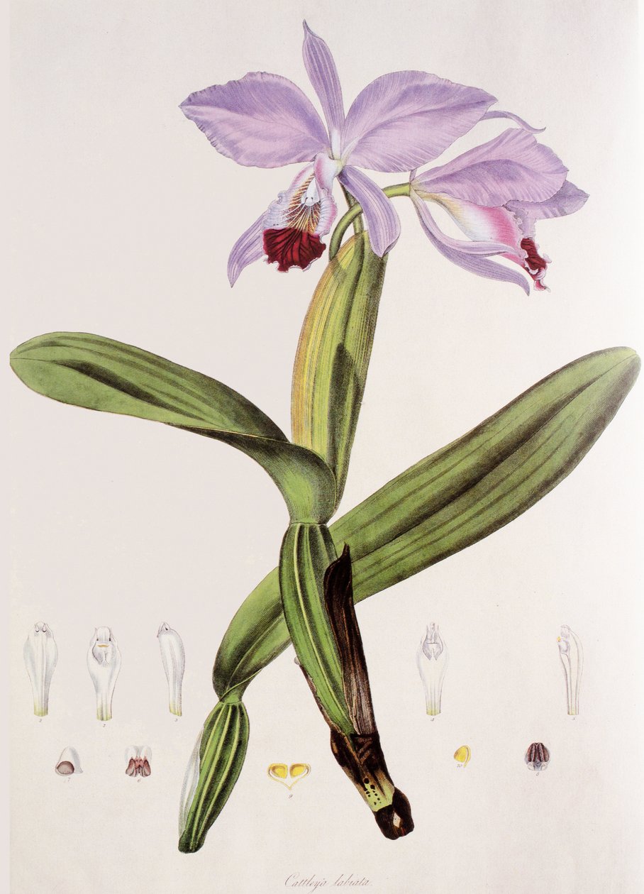 Cattleya labiata af Unbekannt