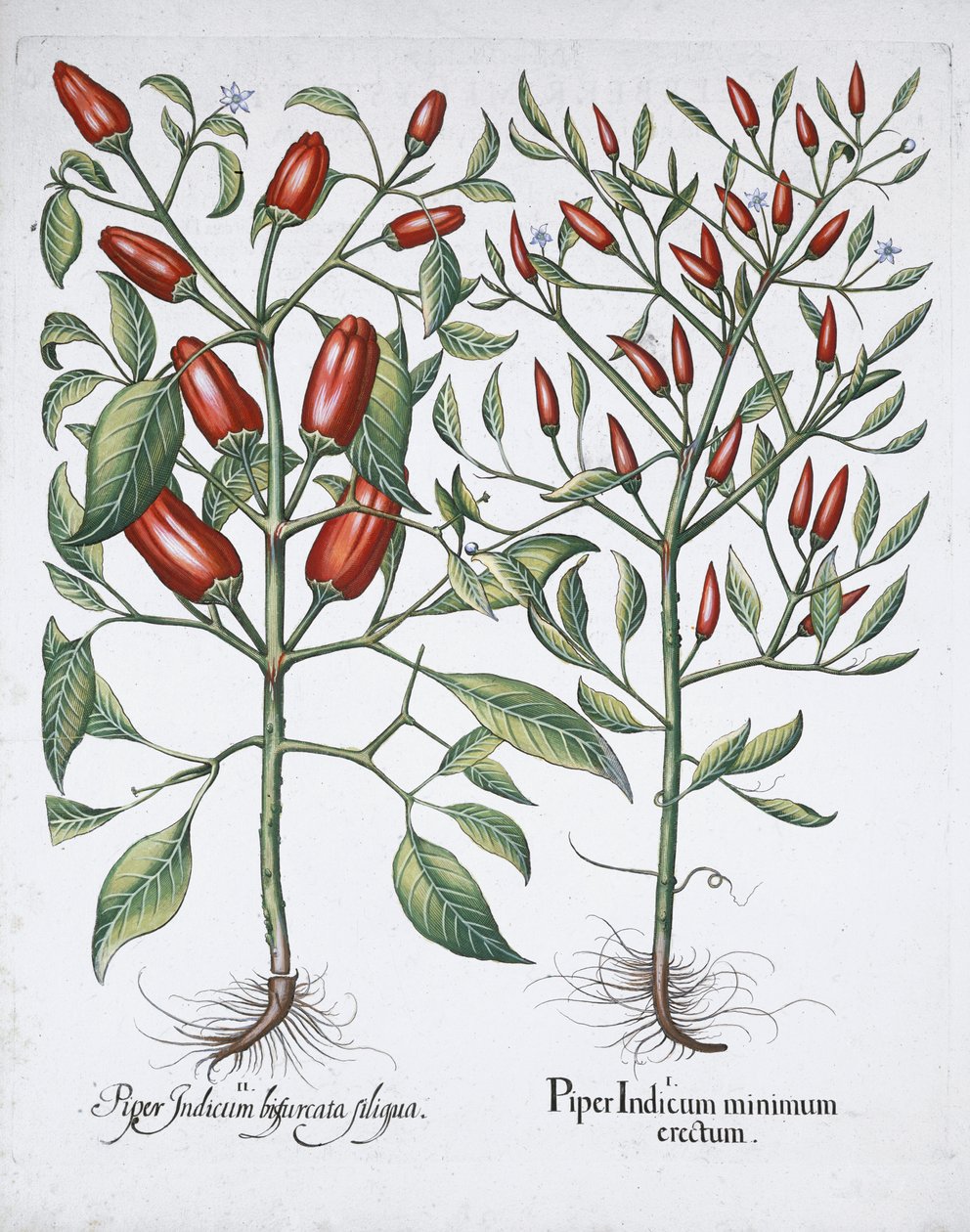 Chilipeberplanter, 1613 af Unbekannt