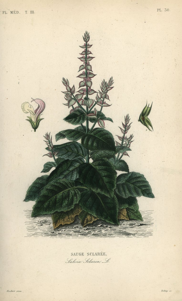 Clary salvie, Salvia sclarea, Sauge sclaree af Unbekannt