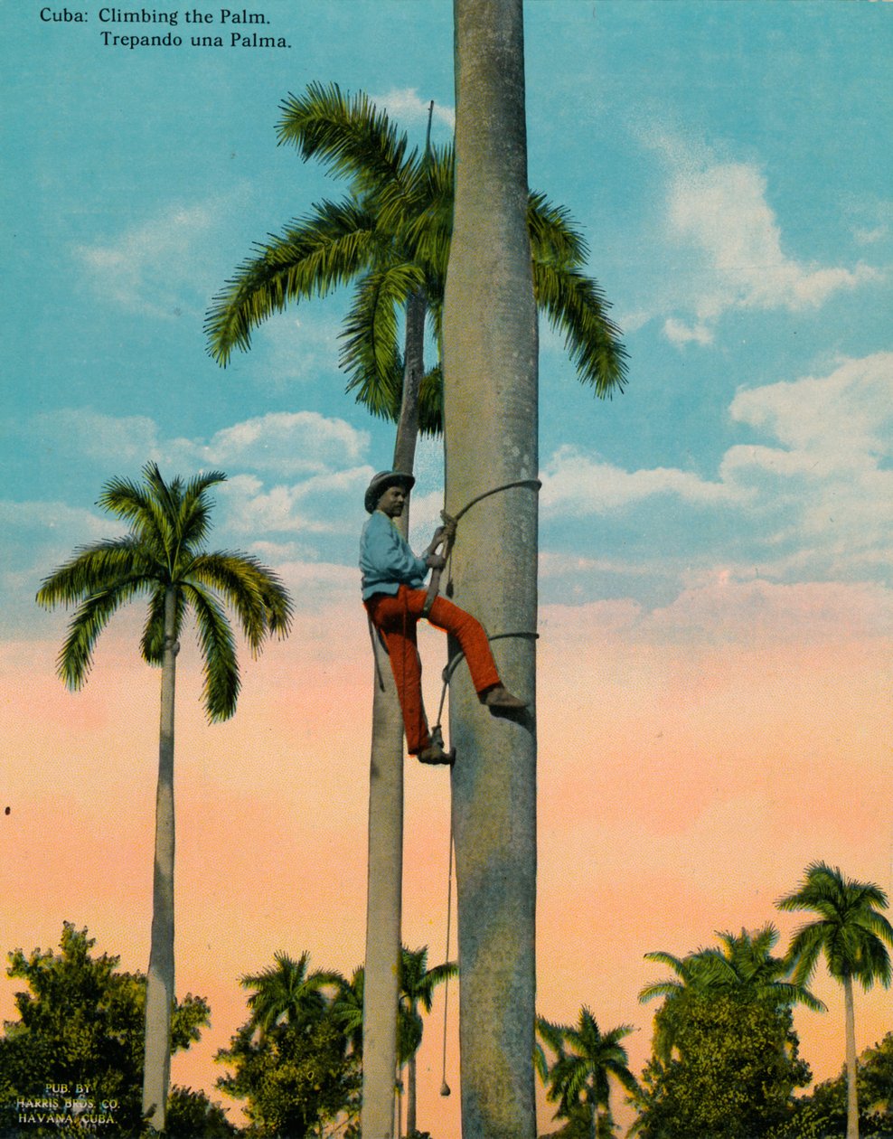 Klatring i en palme, Cuba, c1920. af Unbekannt