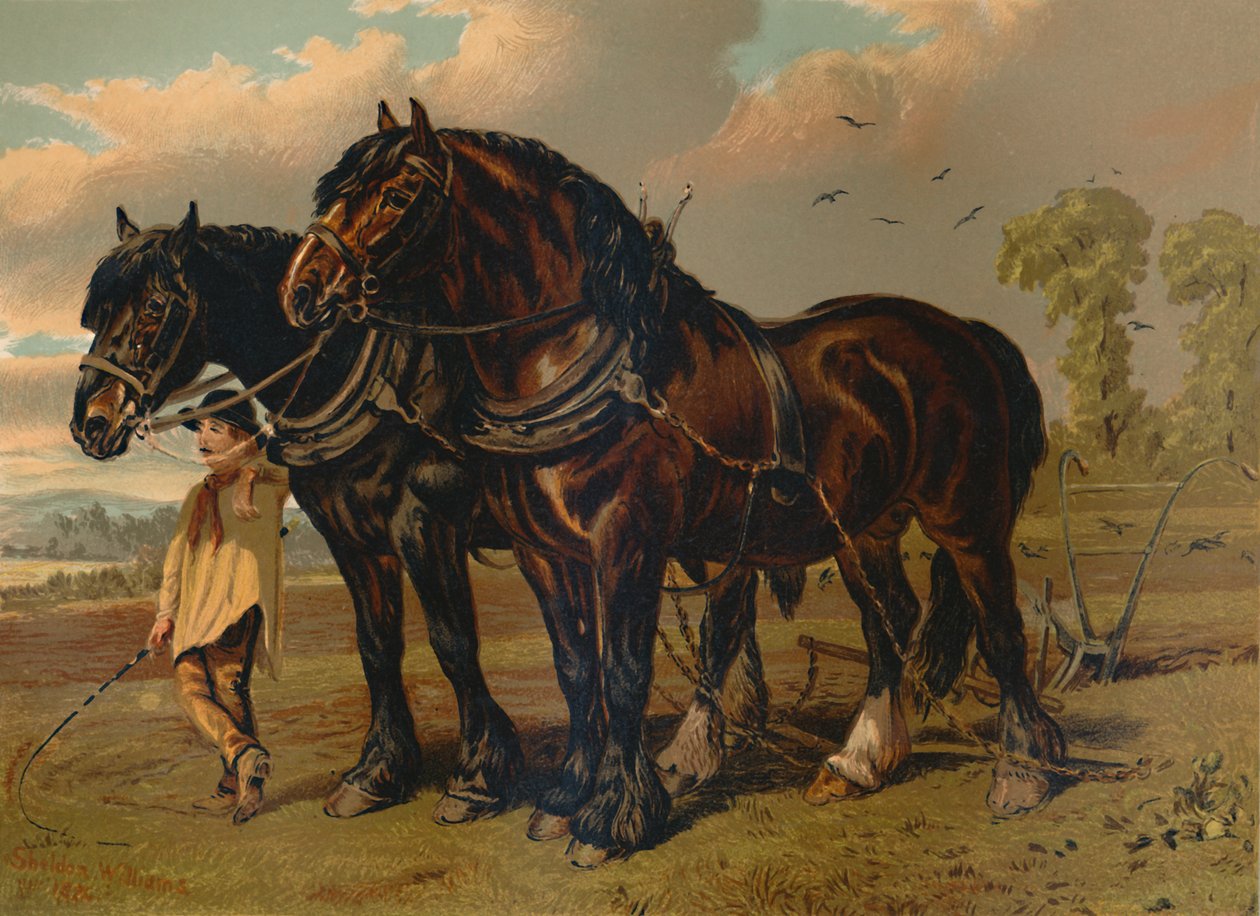 Clydesdale Stallion & Mare, c1879. af Unbekannt