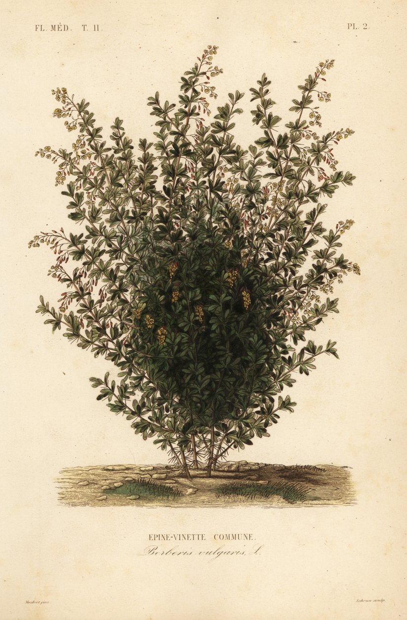 Almindelig berberis, Berberis vulgaris, Almindelig berberis af Unbekannt