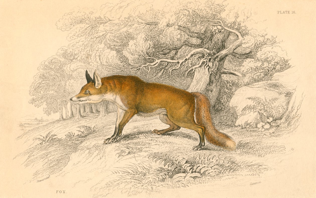 Almindelig eller rød ræv Vulpes vulpes, 1828 af Unbekannt
