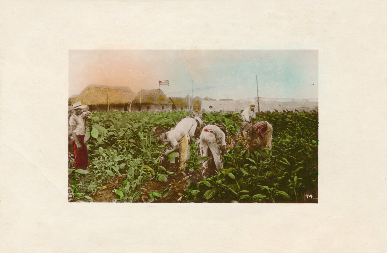 Tobakshøst. - Tobaksplantage., c1910 af Unbekannt