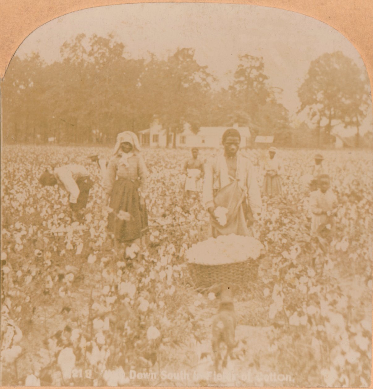 Bomuld-plukning., c1900 af Unbekannt