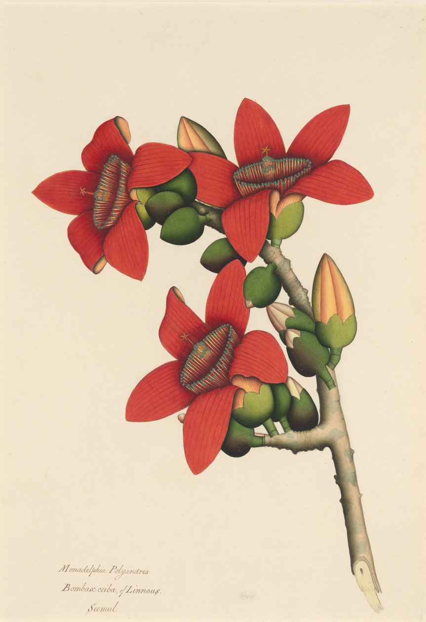 Bomuldstræblomster, ca. 1800-1805. af Unbekannt