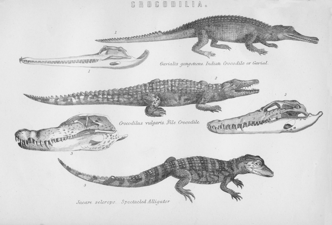 Crocodilia, 1800-tallet. af Unbekannt