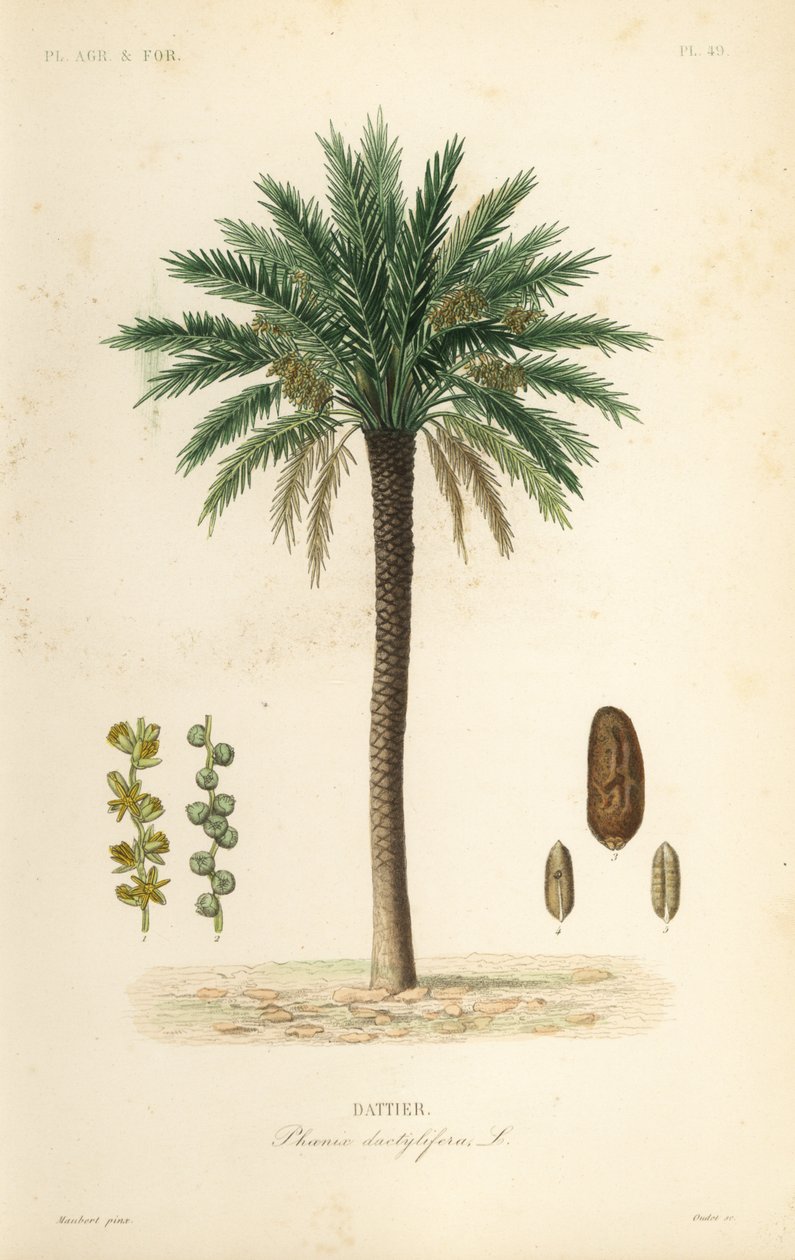 Dadelpalmetræ, Phoenix dactylifera, Dattier af Unbekannt
