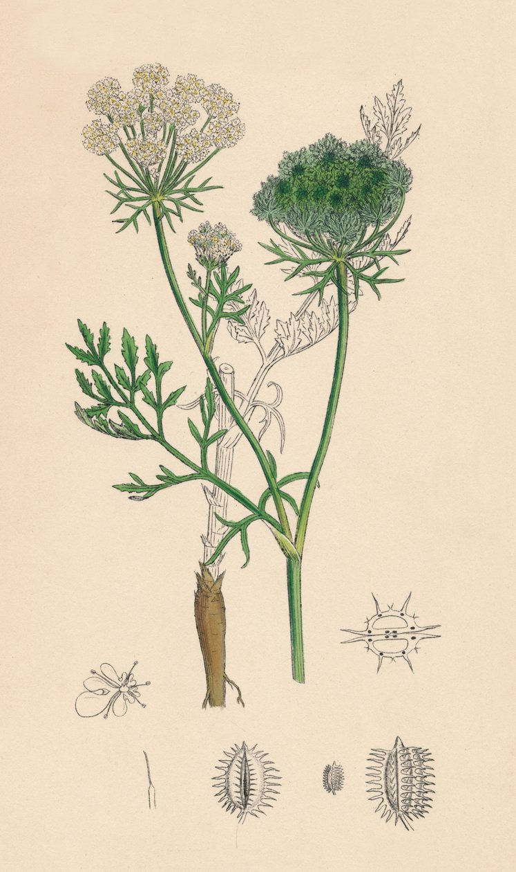 Daucus Carota. Vild gulerod, 1800-tallet af Unbekannt