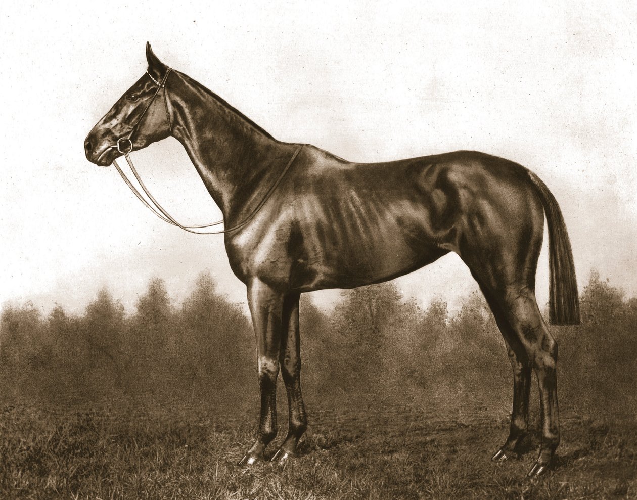 Demure, 1911. af Unbekannt