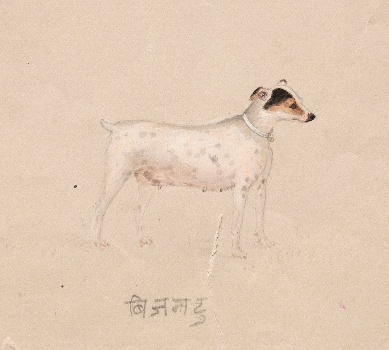 Hund, 1800-tallet. af Unbekannt