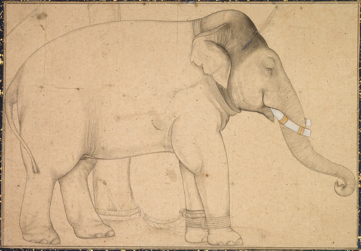 Tegning af en elefant, ca. 1700. af Unbekannt