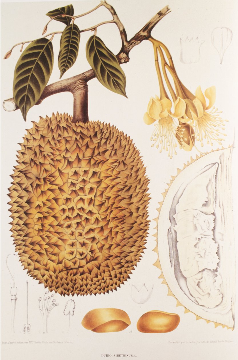 Durio zibethinus/Durian/durion af Unbekannt