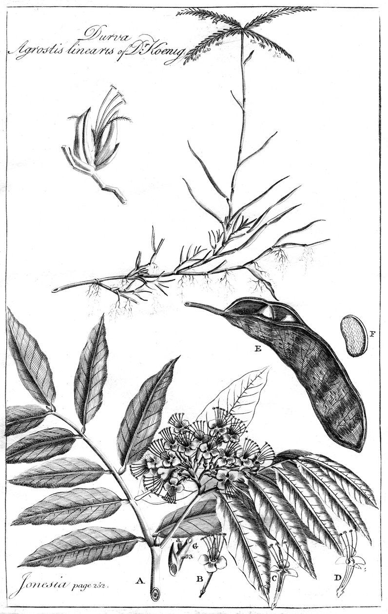 Durva Agrostis Linearis af Dr. Koenig, 1799 af Unbekannt