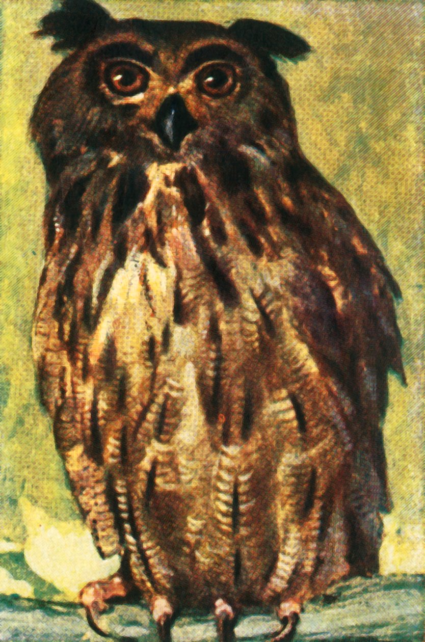 Ørneugle, c1928. af Unbekannt