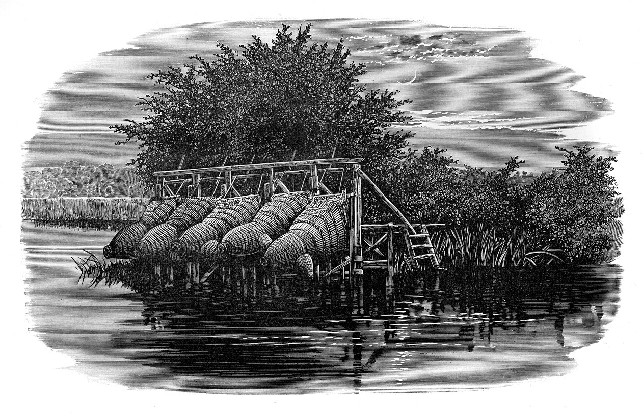 Ålebukke på Themsen, 1800-tallet af Unbekannt