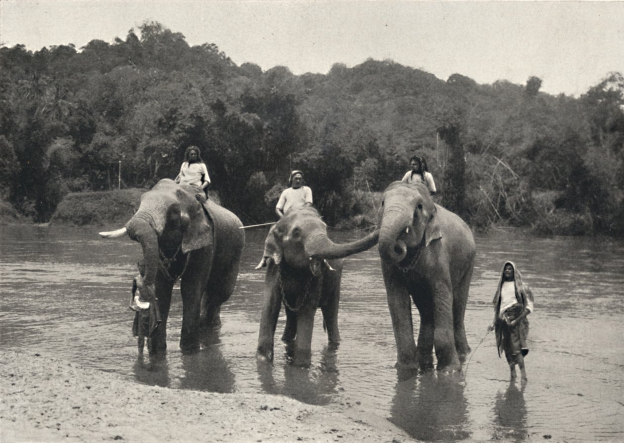 Elefanter bader i Mahaaliganga, 1926 af Unbekannt
