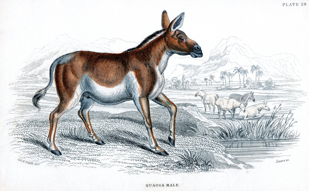 Indgravering af en Quagga, c1830 af Unbekannt