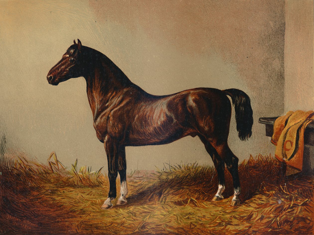Hele Pony Hack Don Carlos, c1897. af Unbekannt