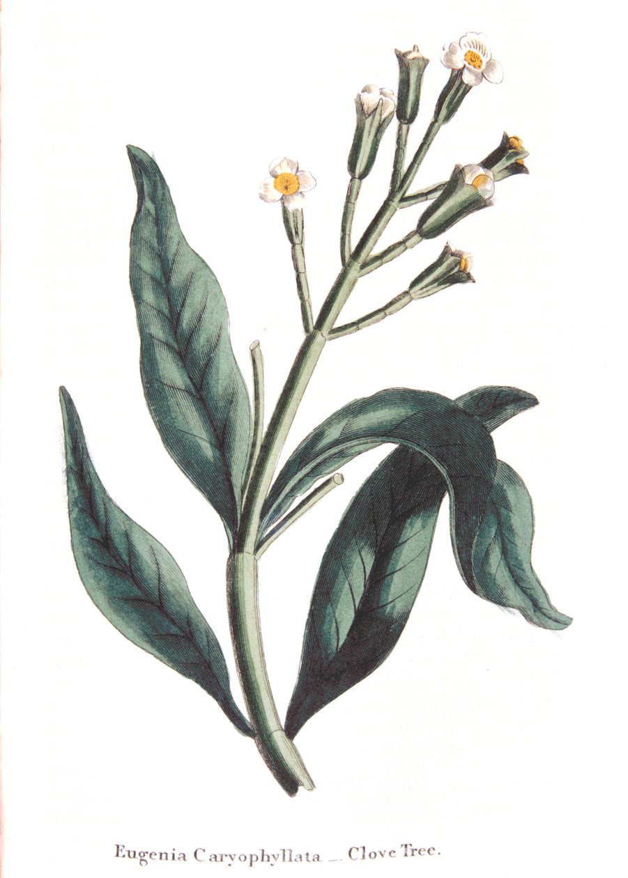 Eugenia caryophyllata - nelliker, 1823 af Unbekannt