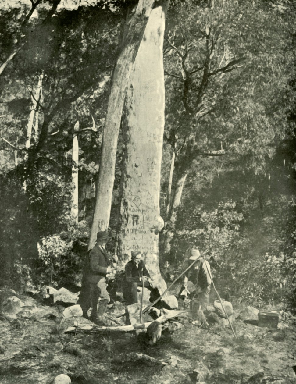 Eurobin Falls, Buffalo Mountains, 1901. af Unbekannt