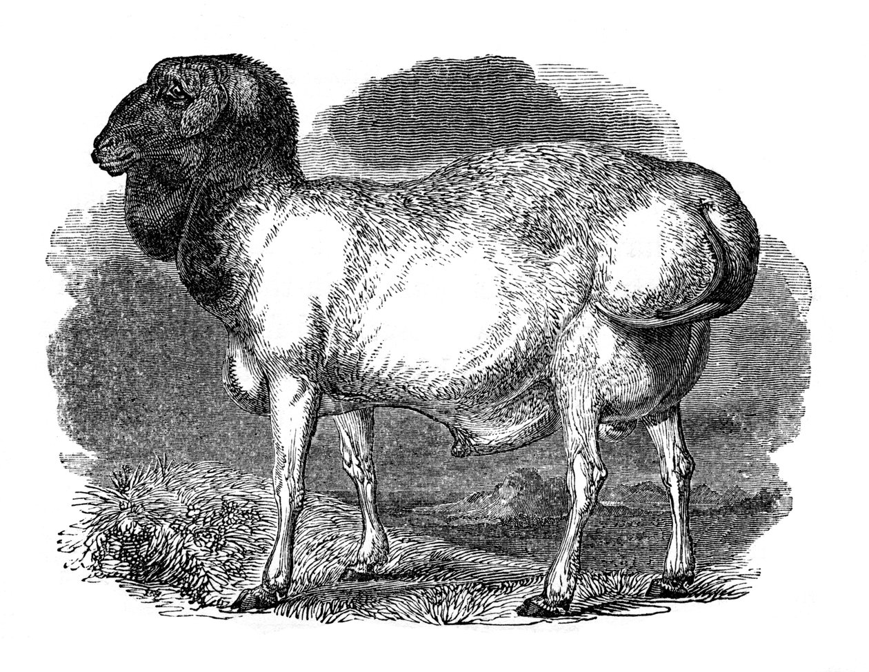 Fedt-rumped får fra Tartary, 1848 af Unbekannt
