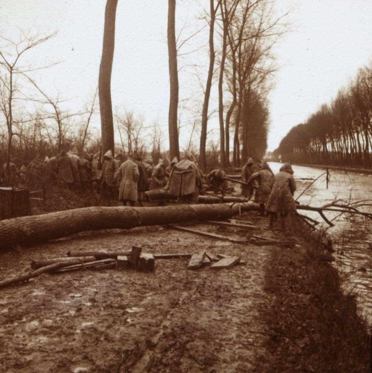 Træfældning, Noyon, Nordfrankrig, c1914-c1918 af Unbekannt