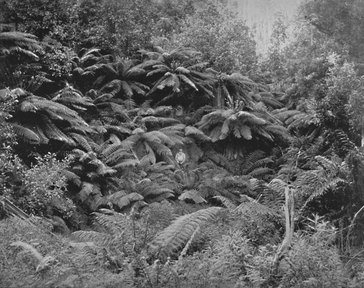 Fern-Tree Valley, Under Mount Wellington, 1800-tallet af Unbekannt