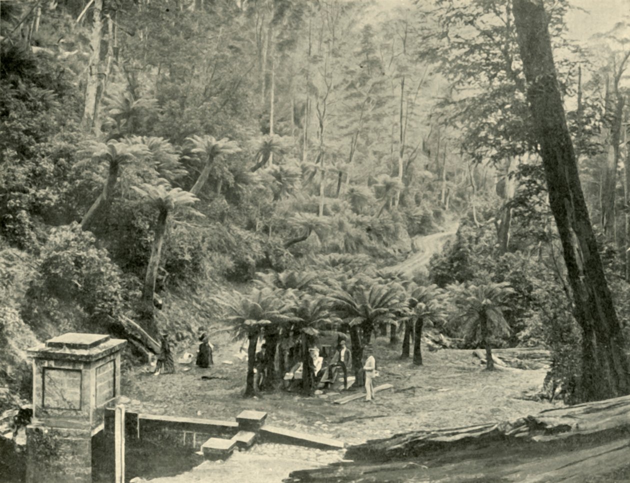 Fern Tree Bower and Track, Mount Wellington, 1901. af Unbekannt