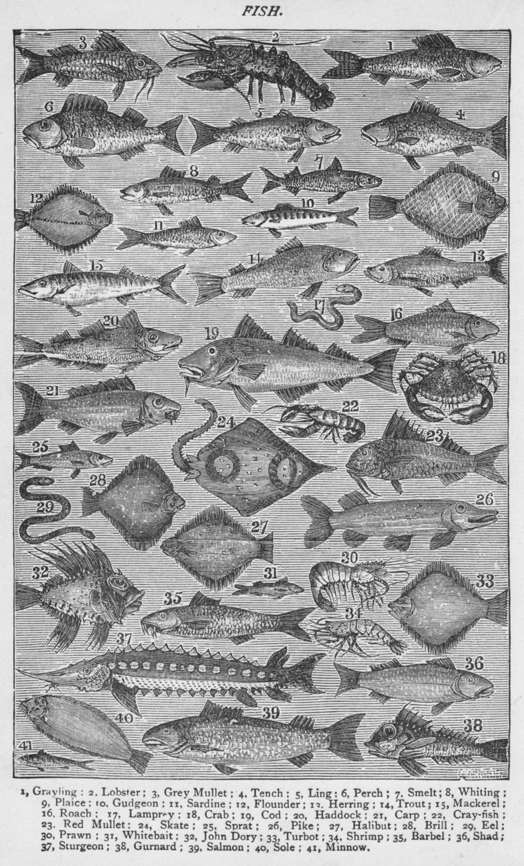 Fisk, 1907, 1907 af Unbekannt