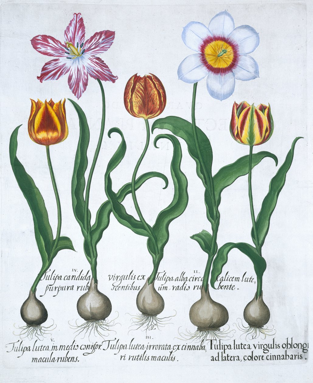 Fem tulipaner, 1613 af Unbekannt