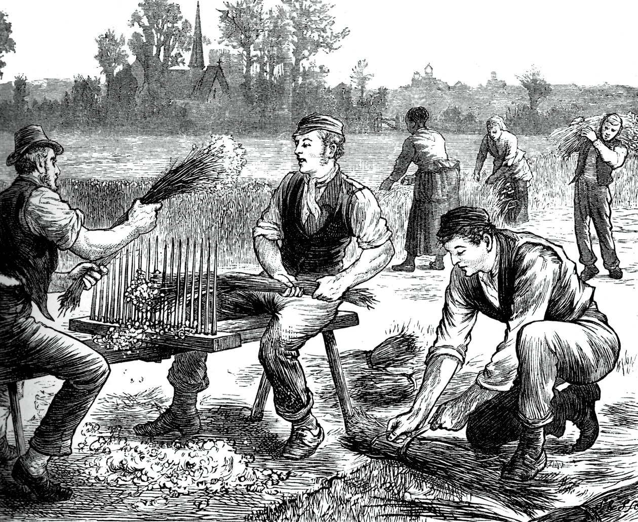 Hør rislende, c1880 af Unbekannt