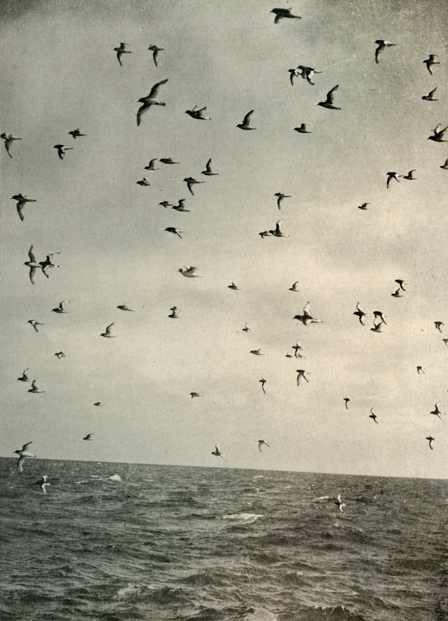 Flight of Antarctic Petrels, c1908, 1909. af Unbekannt