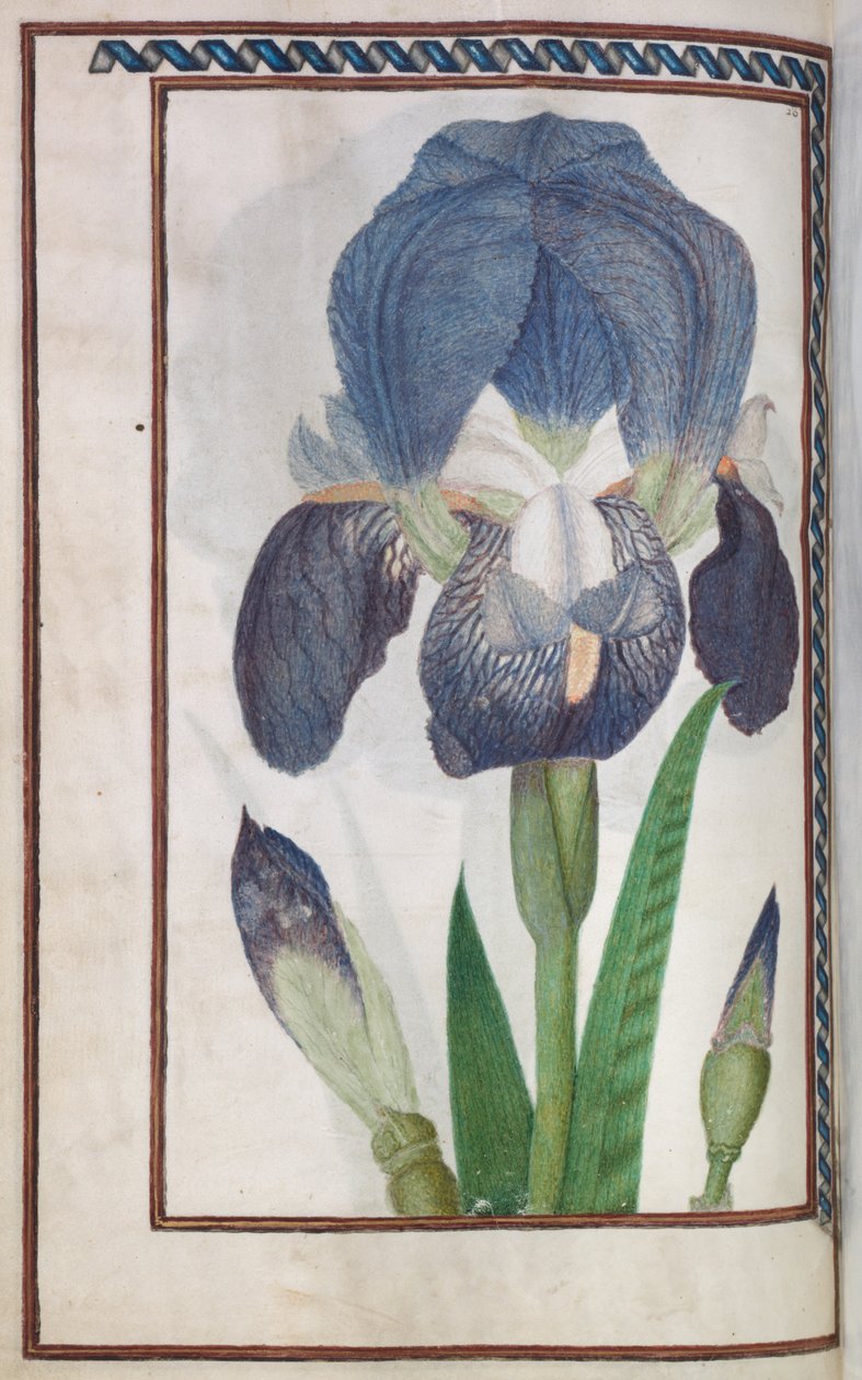 Florilegium, 1608. af Unbekannt