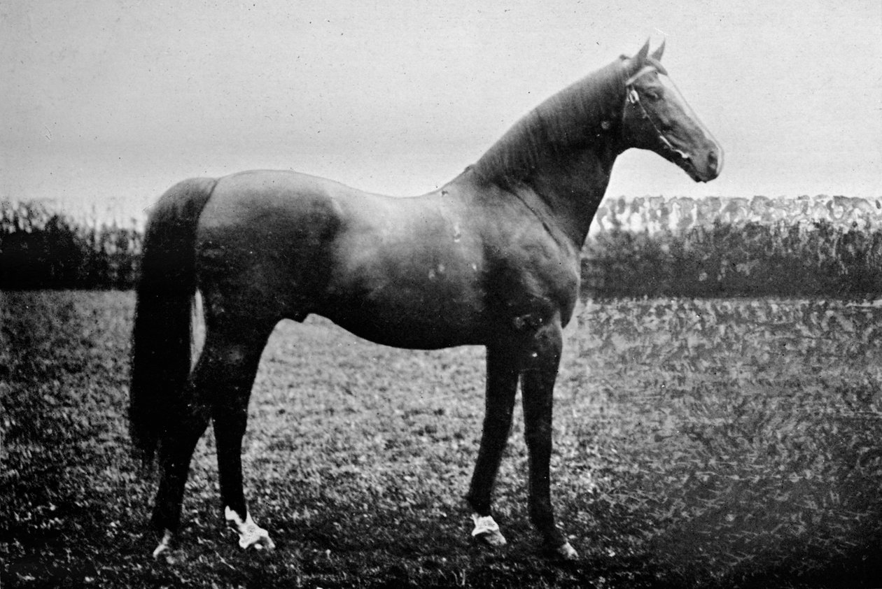 Florizel II, 1911 af Unbekannt