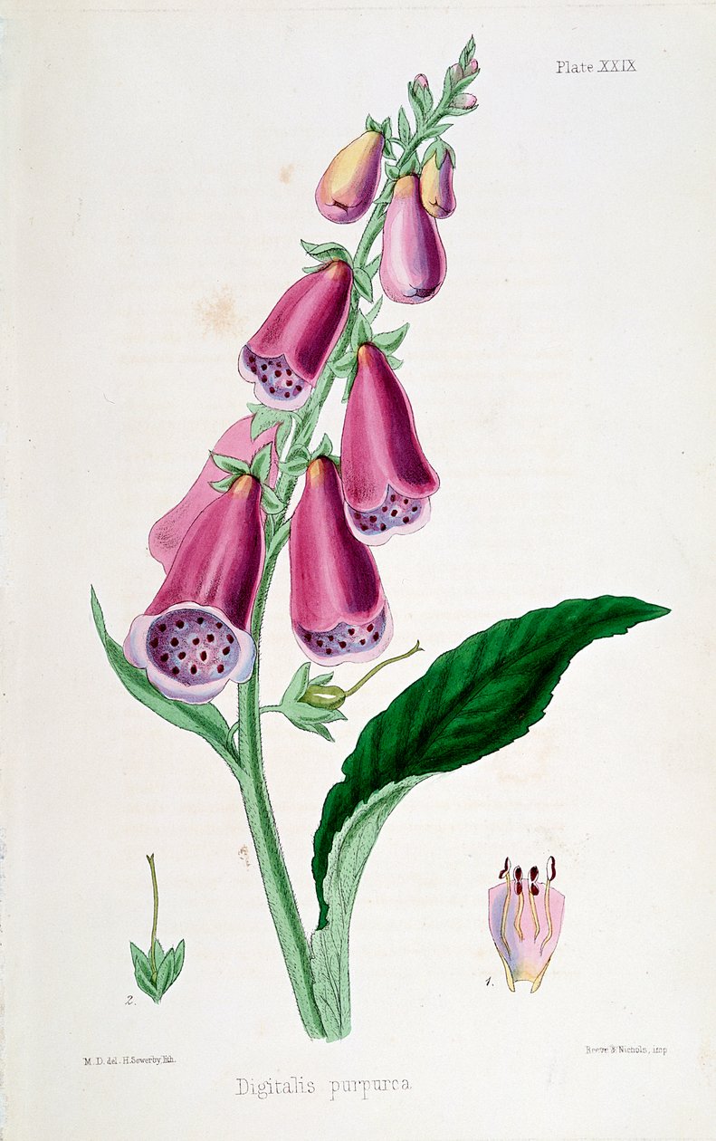 Rævehandske Digitalis purpurea, 1800-tallet. af Unbekannt