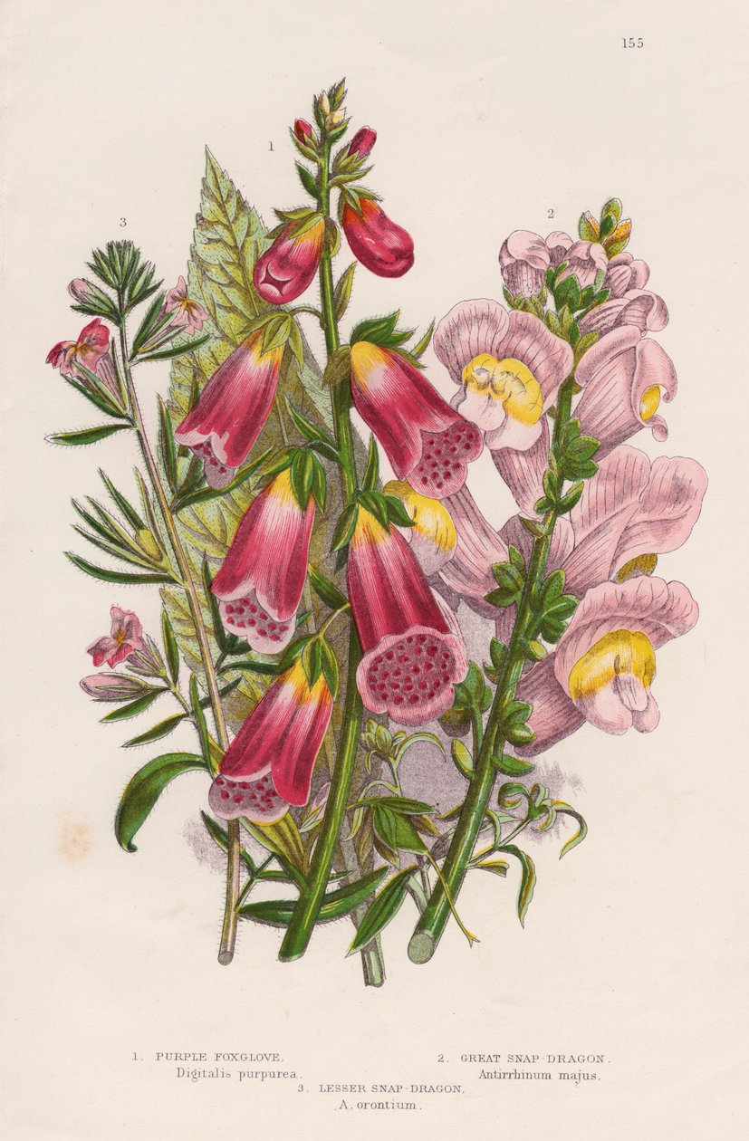 Foxglove Digitalis purpurea center, c1885. af Unbekannt