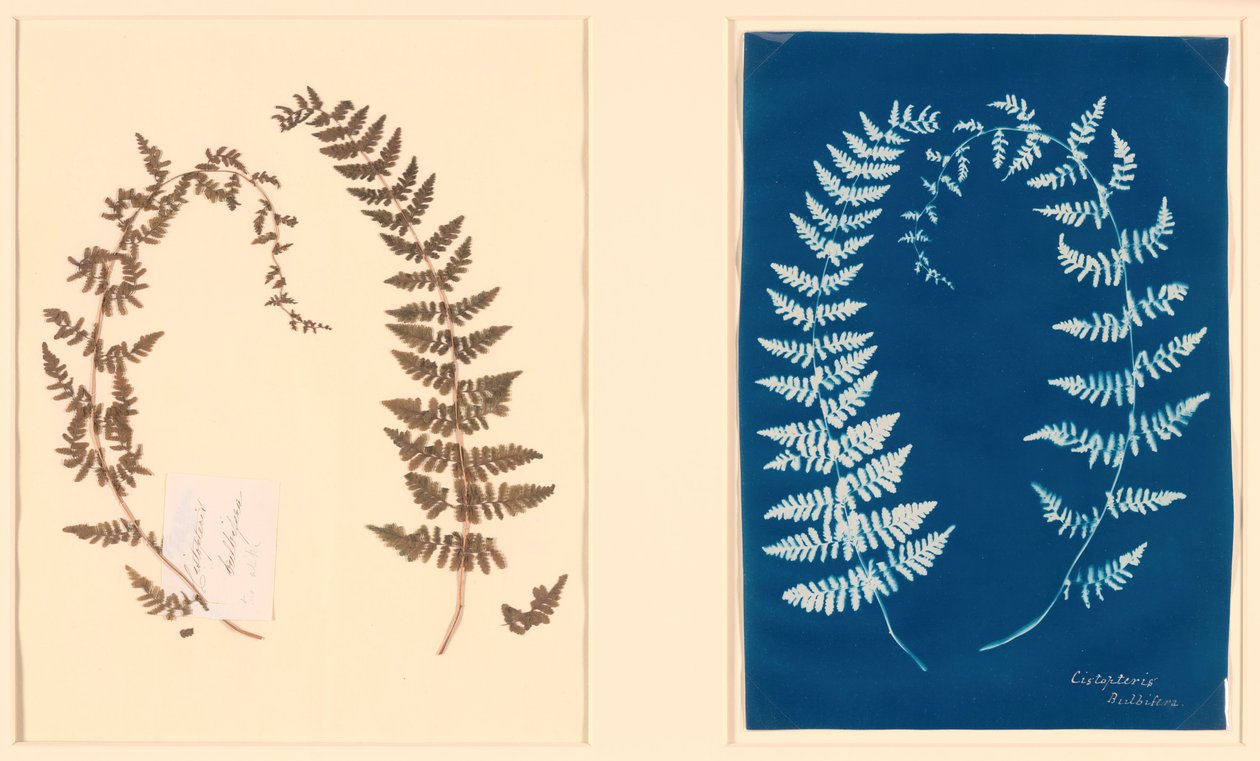 Fra Hatton Fern Album, ca. 1850. af Unbekannt