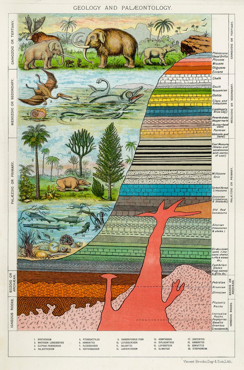 Geologi og palæontologi, c1880 af Unbekannt