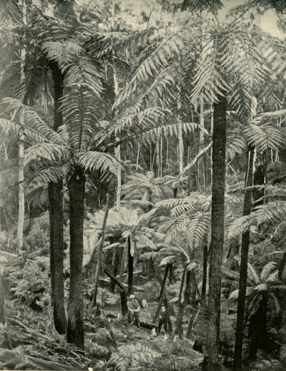 Kæmpebregner ved Gembrook, 1901. af Unbekannt
