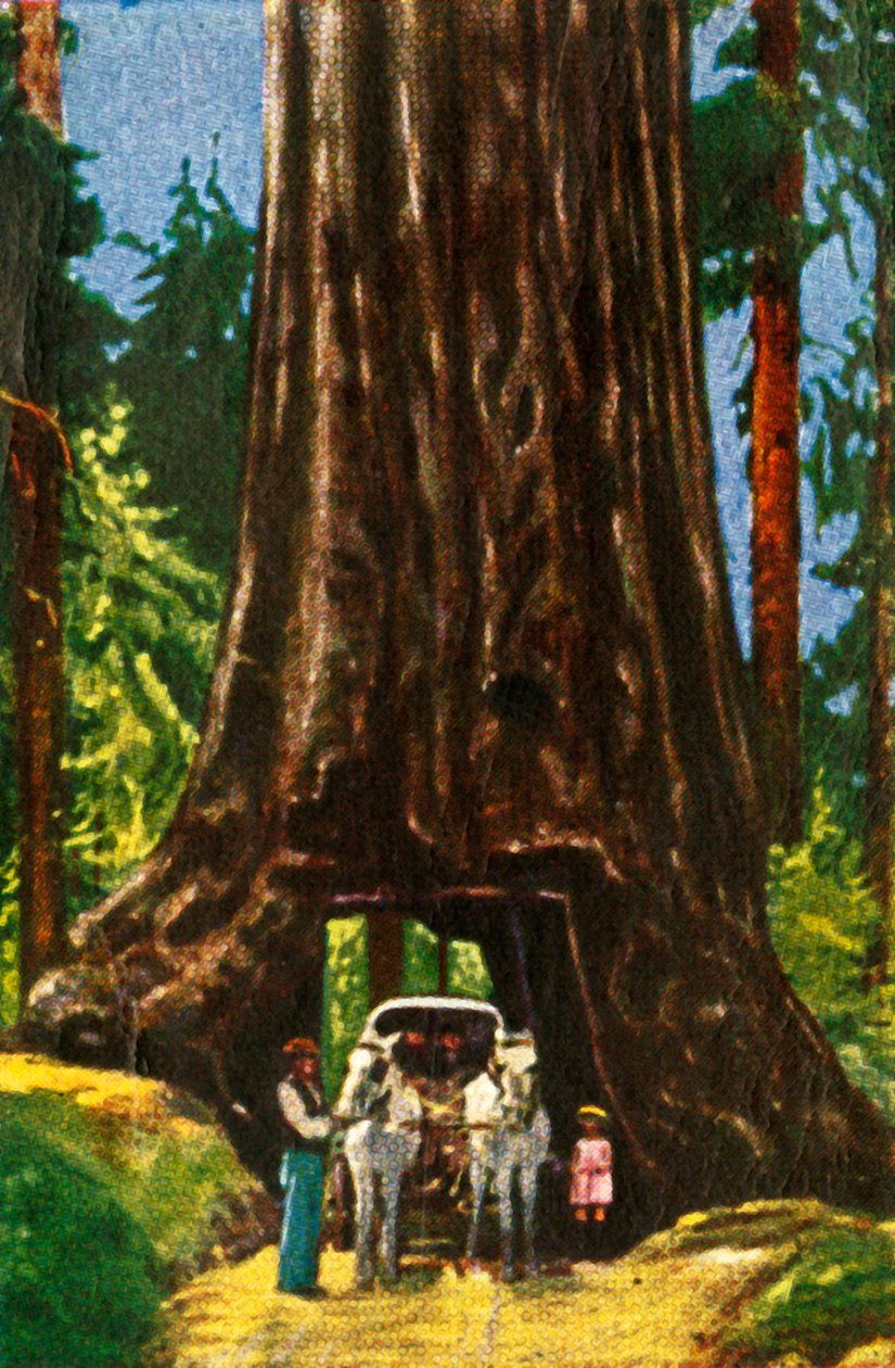 Giant Redwood i Californien, c1928. af Unbekannt