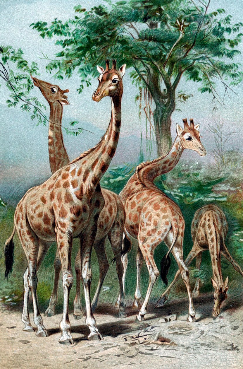 Giraffs browsing, c1885 af Unbekannt