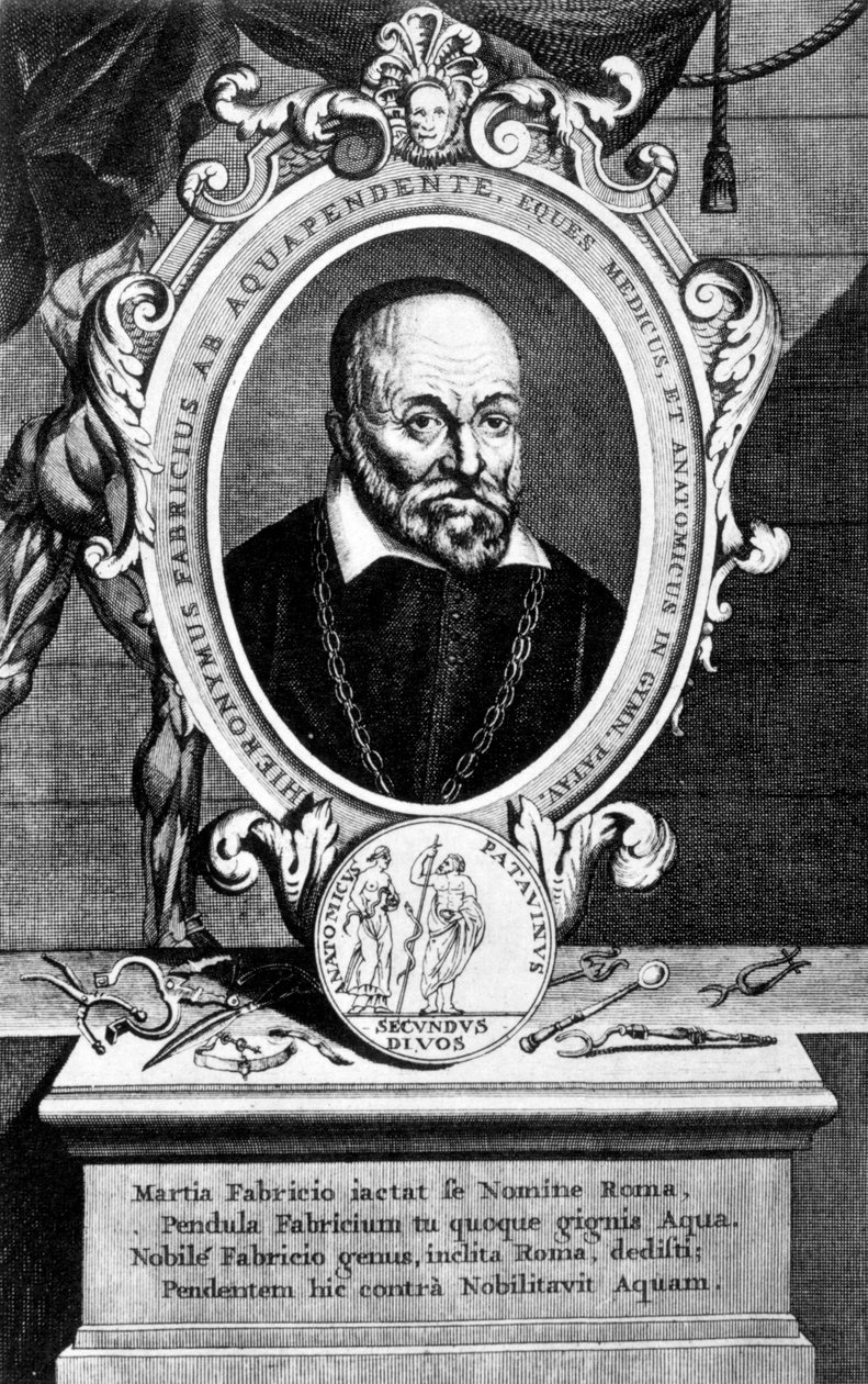 Girolamo Fabrici, italiensk anatom og kirurg, 1600-tallet af Unbekannt