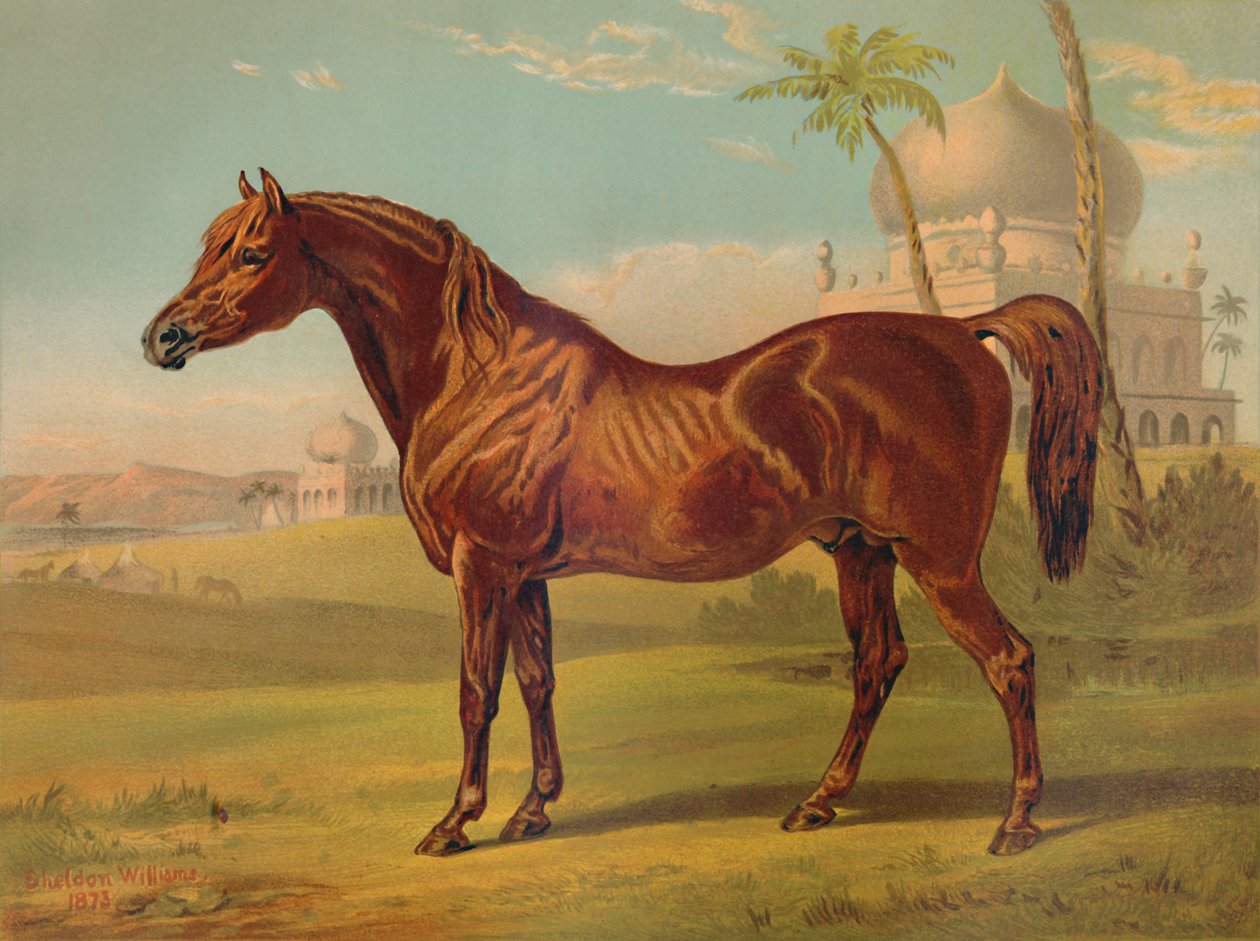 Goldie, araber af høj klasse, c1879. af Unbekannt