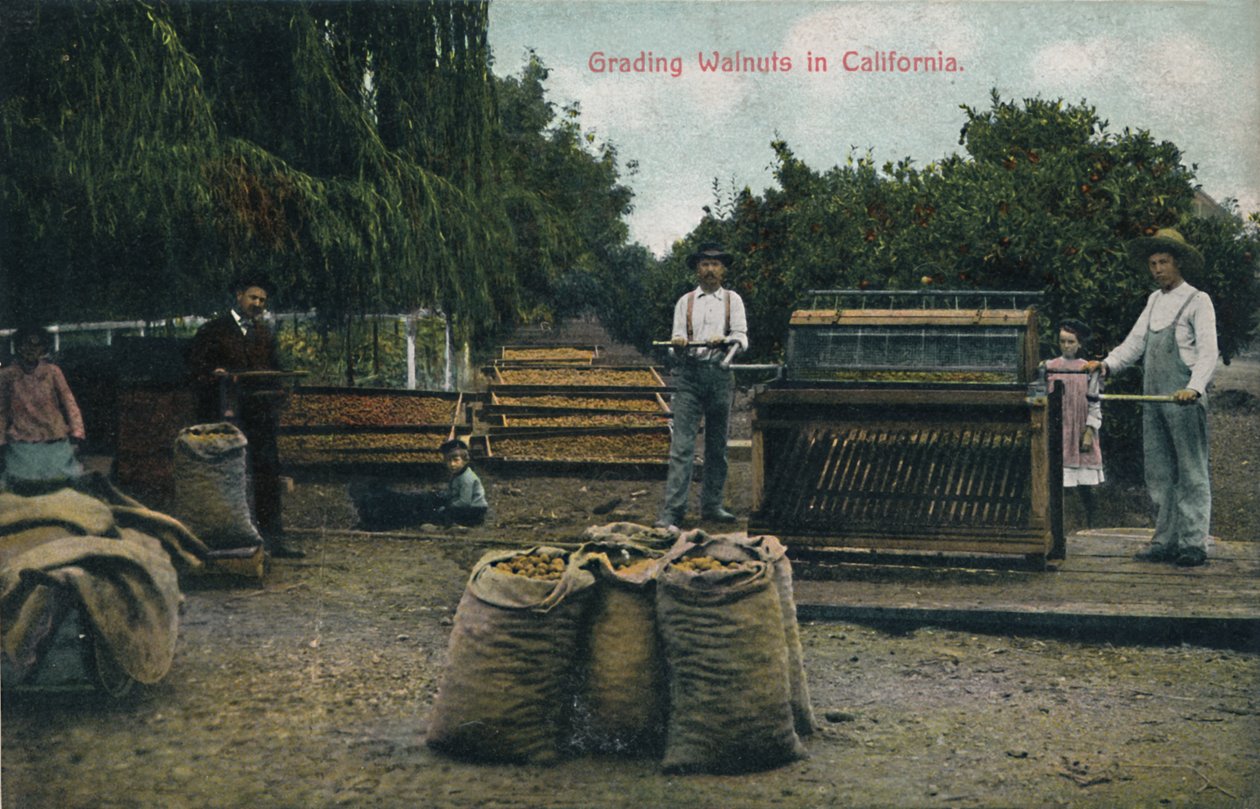 Gradering af valnødder i Californien, c1910