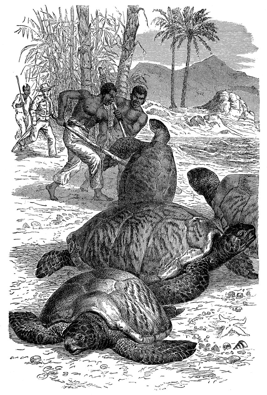 Grøn skildpadde bliver fanget af jægere, 1884 af Unbekannt